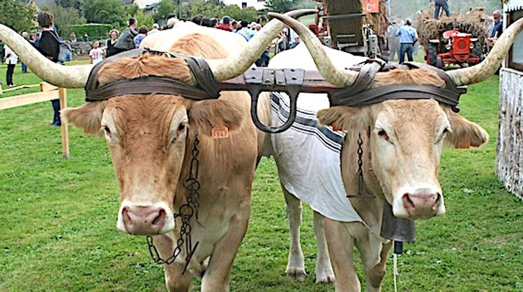 AUTHENTIQUE - La Foire d’automne et des semailles à Arudy